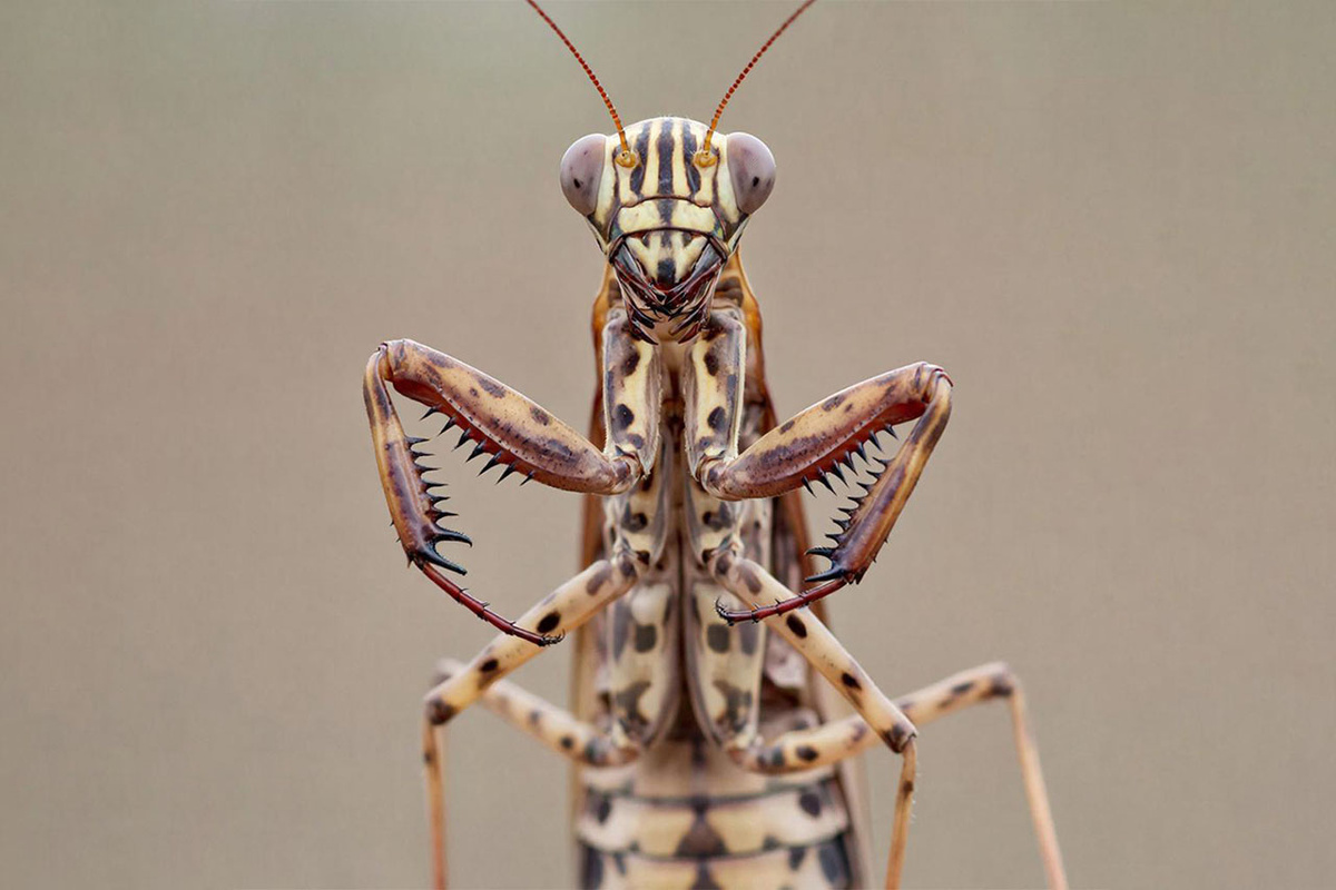 В регионе есть множество необычных представителей фауны.  Фото: Изображение сгенерировано нейросетью / Станислав Казаченко
