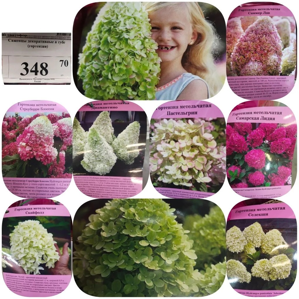 Фото из открытого источника 