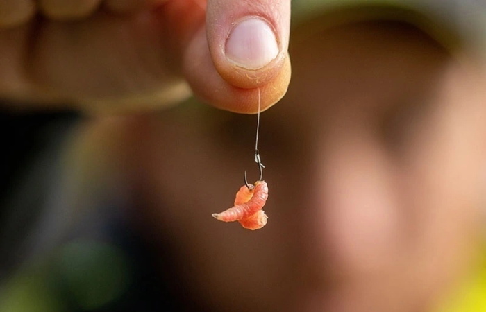 Почему рыба не может устоять перед красным опарышом и как это использовать?