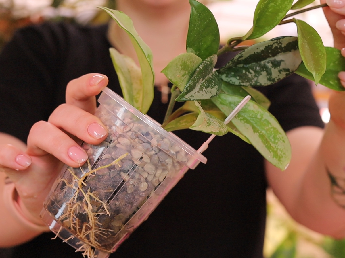 мои любимые горшки