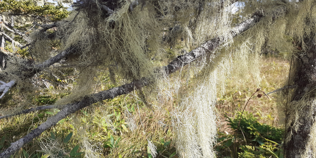 Кунаширский дневник. Загадочный лес и Кислый ручей