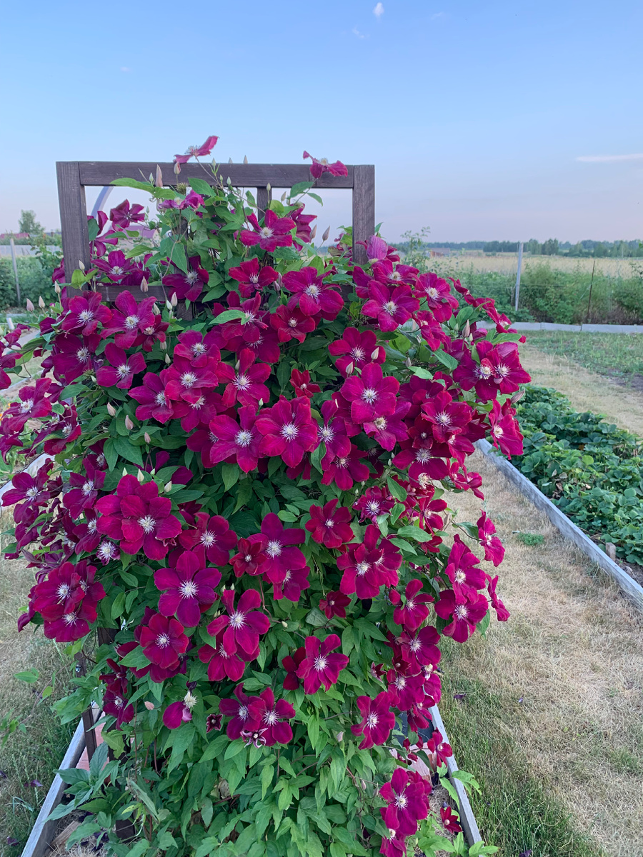 Клематис  всем известного ( кроме меня) сорта. Фото Мой второй сад. 