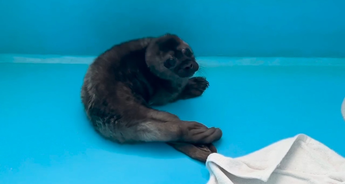    фото: © "Фонд друзей балтийской нерпы"