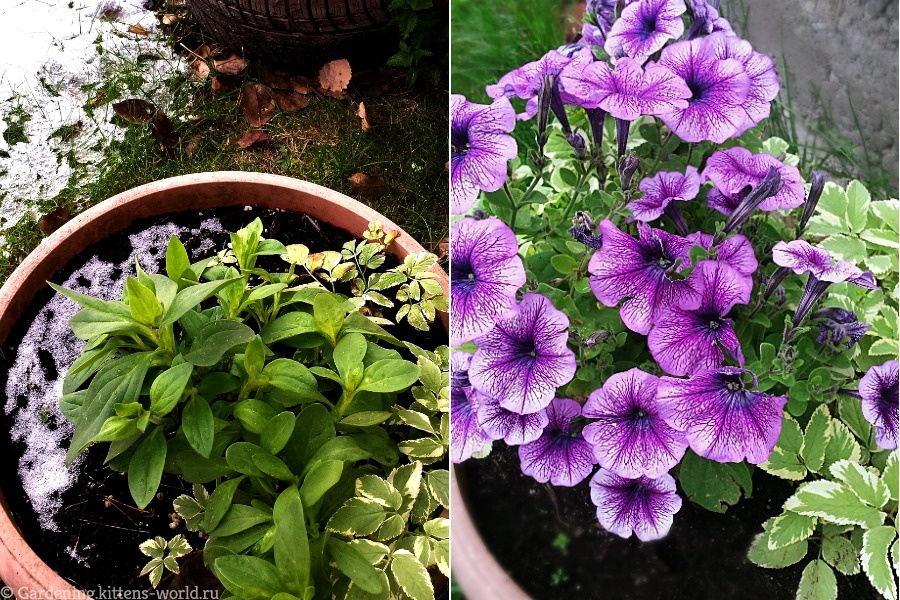 В небольшой вазон до 7 л. сажаю 2 кустика (на фото: петуния и декоративная сныть). Фото автора.