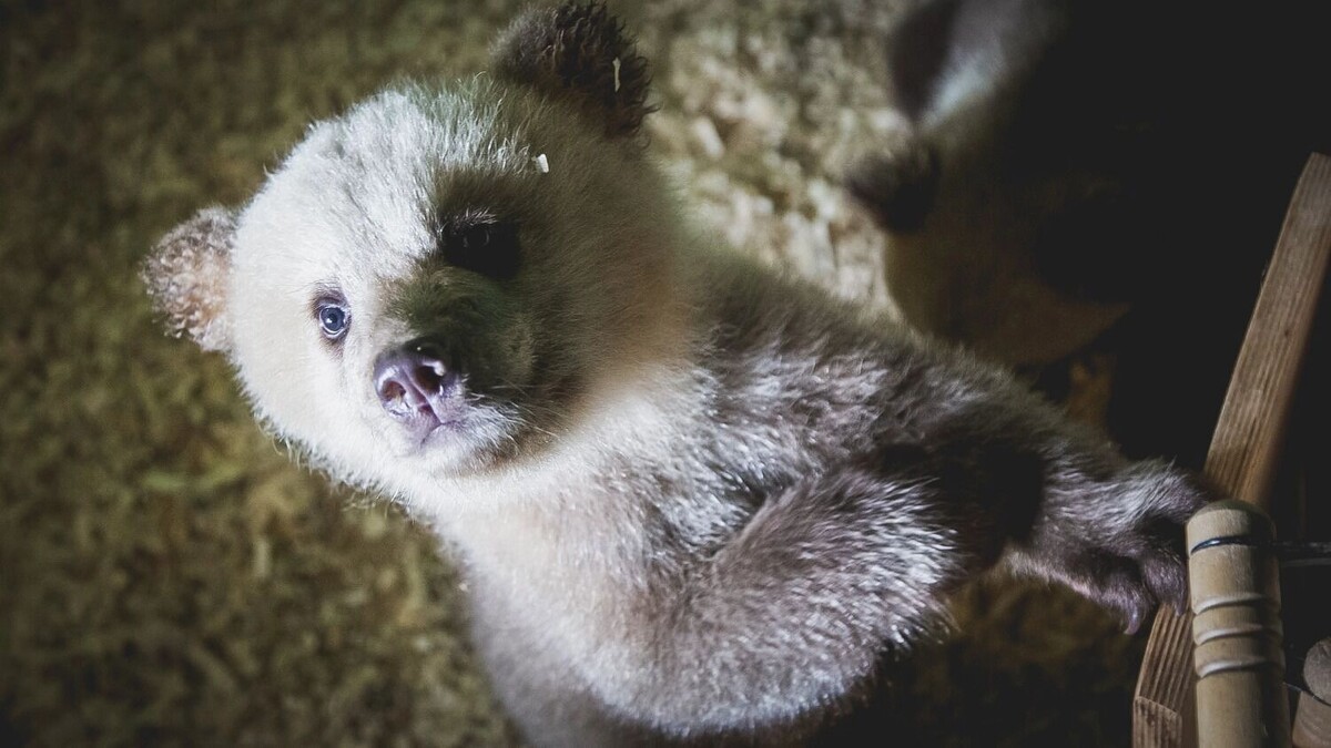    Оренбуржцев ждут дрессированные медведи и пудели.   1MI