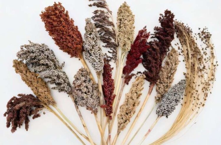    Фото: Donald Danforth Plant Science Center