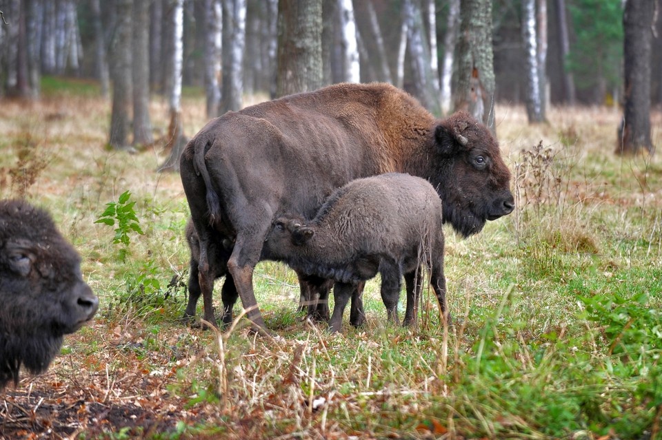    В Якутию везут 10 лесных бизонов Иван ПРОХОРОВ