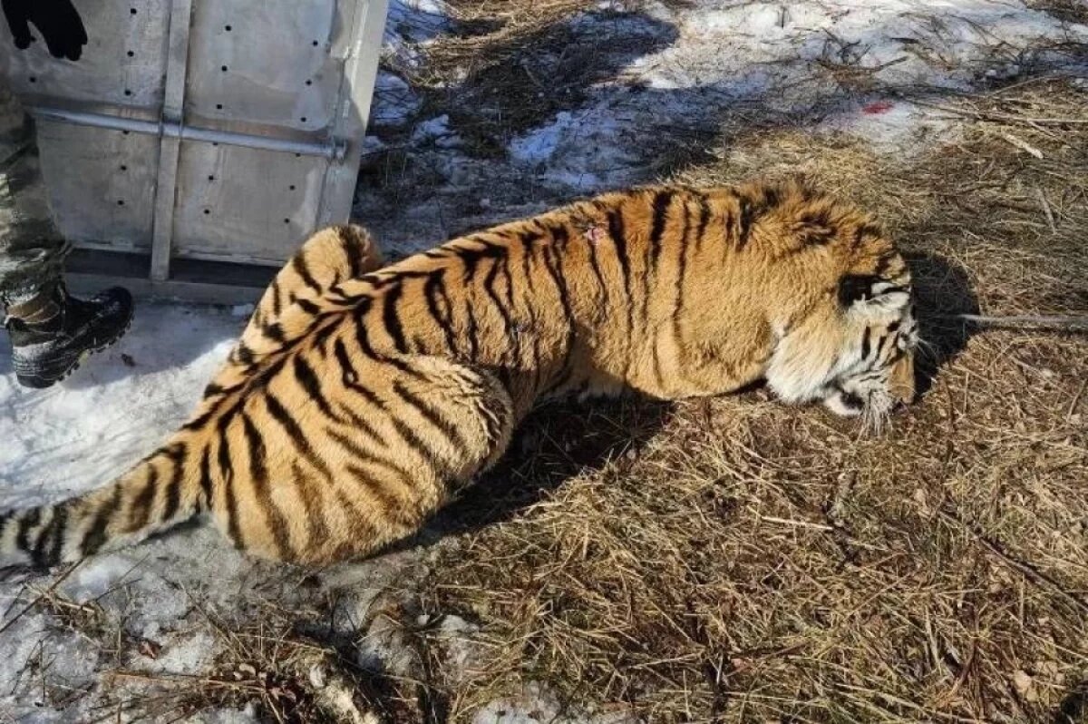    В тайгу не вернется.