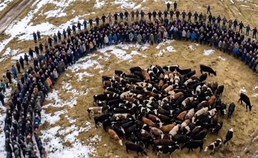 В Сибири уничтожают здоровых животных фермеров