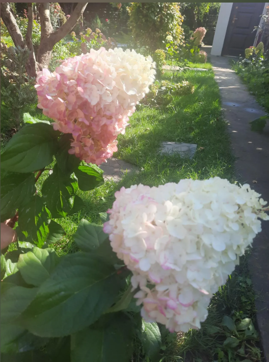 Гортензия Строубери Блоссом.