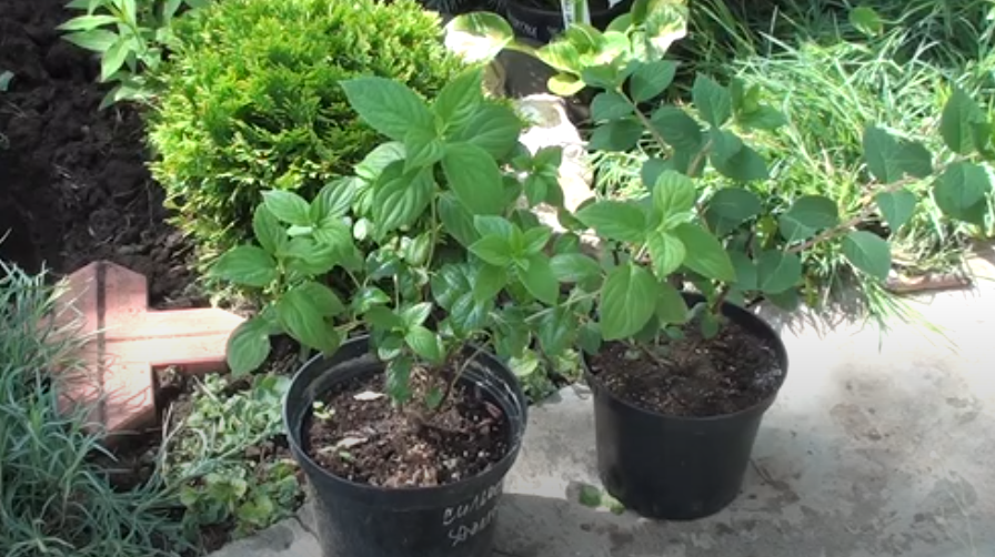 Саженцы гортензий.