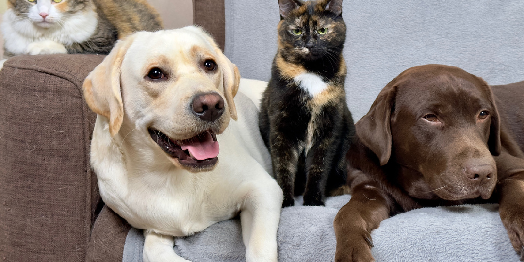 Кого больше — кошатников или собачников? Голосуем и узнаём!