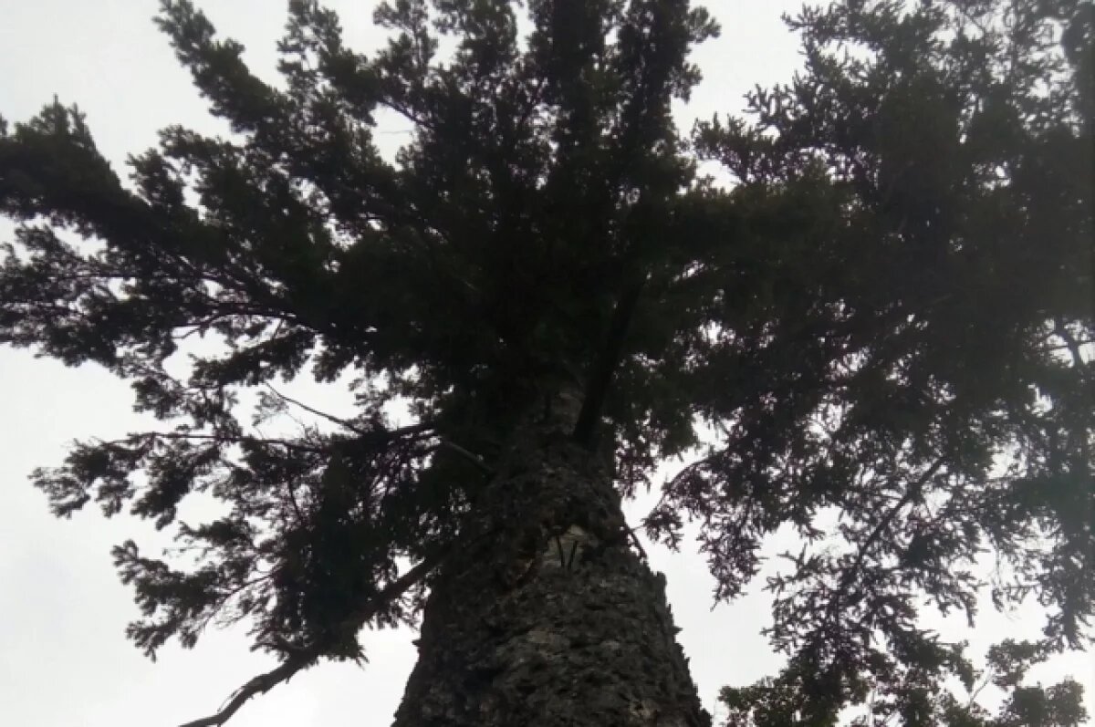    В Тоцком районе участок леса незаконно отдали юридическому лицу