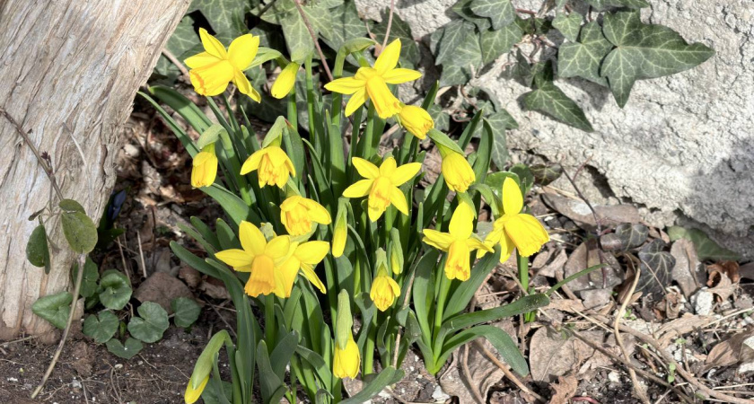    Первый городской канал Калининград