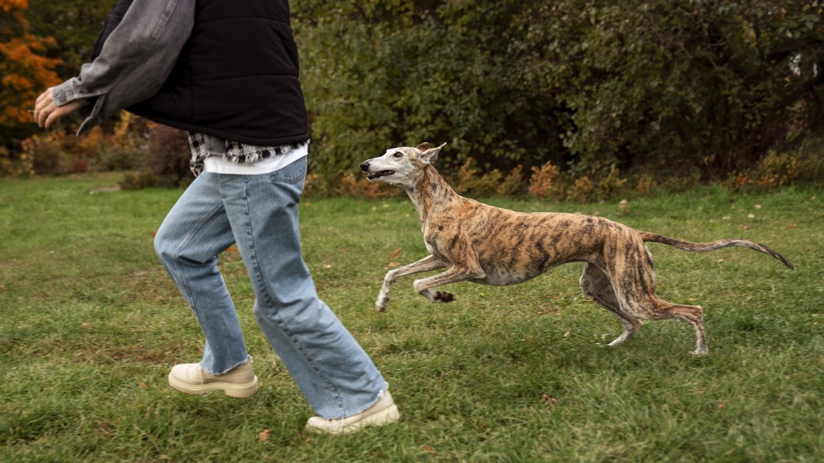    Нежелательное поведение собаки часто коренится в непонимании ее места в семейной структуре