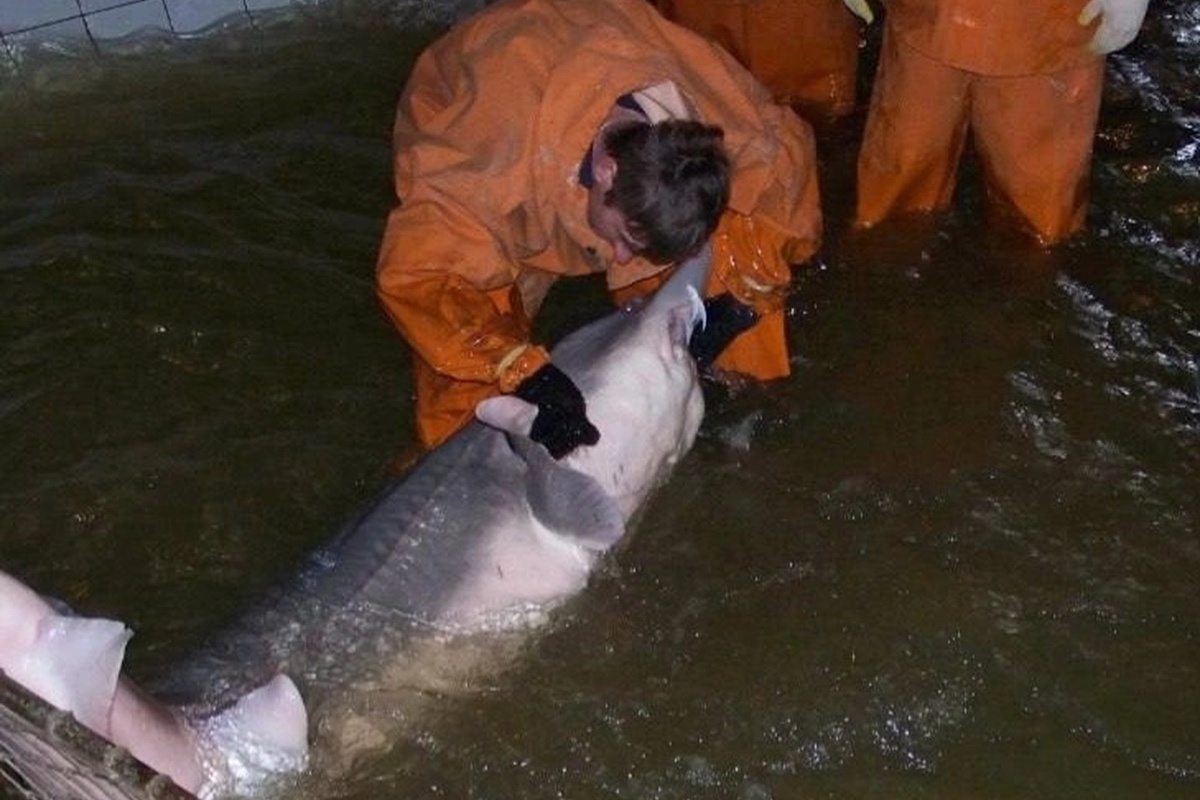    Фото: Каспийский филиал «Главрыбвод», Источник: arbuztoday.ru