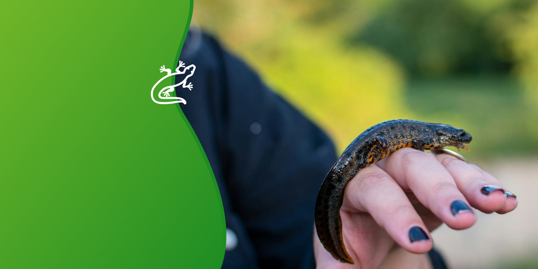 Для краснокнижного тритона могут создать особо охраняемые зоны на Урале