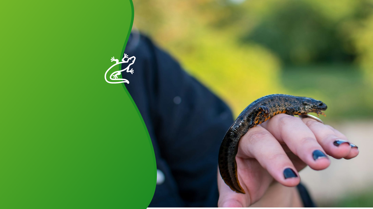 Работа ученых поможет создать особо охраняемые природные территории для спасения вымирающего вида. Коллаж: медиацентр УрФУ.