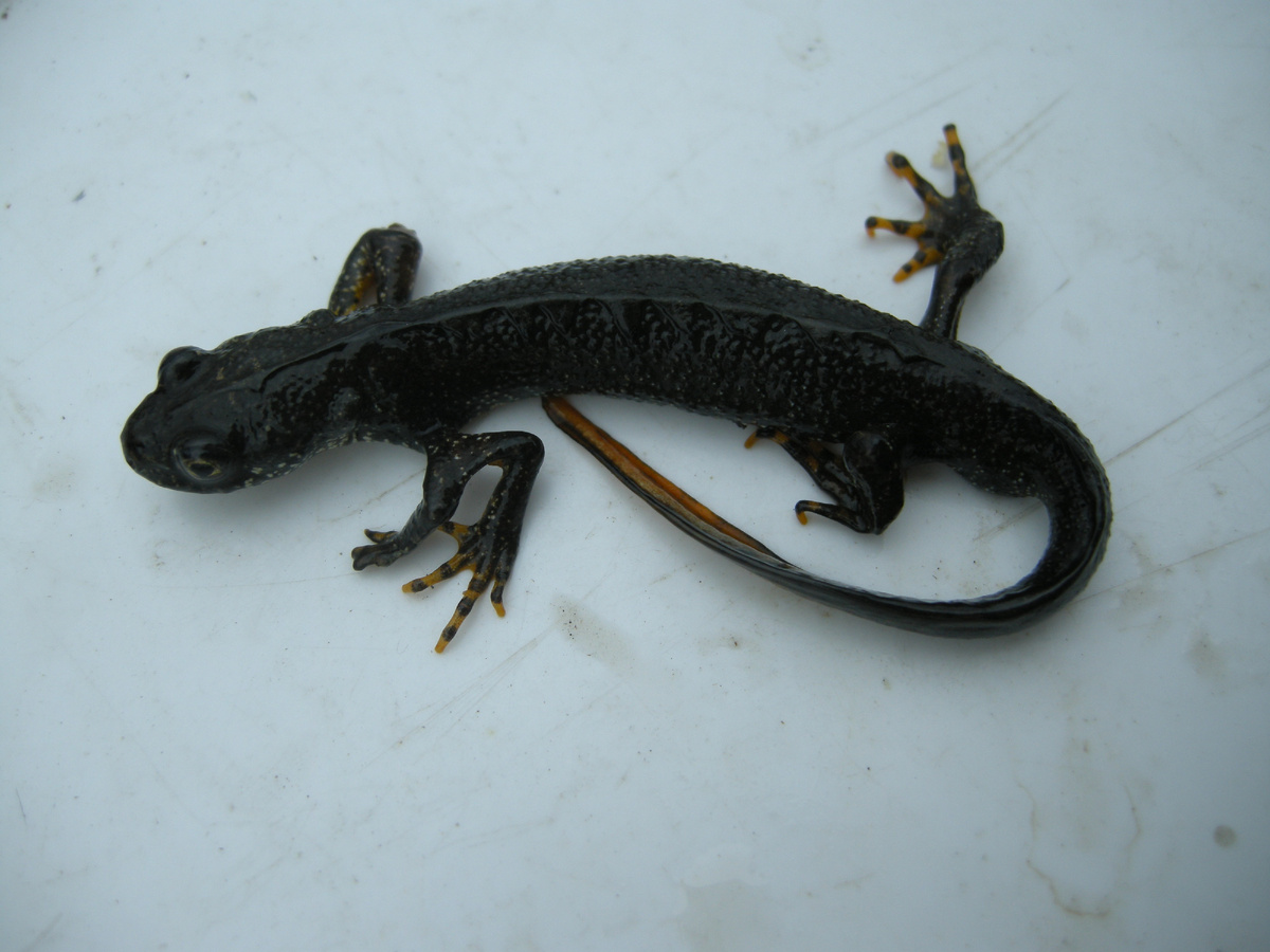 У этого вида тритонов гребень вдоль спины и хвоста, появляется у самцов в брачный период. Фото: Владимир Вершинин.