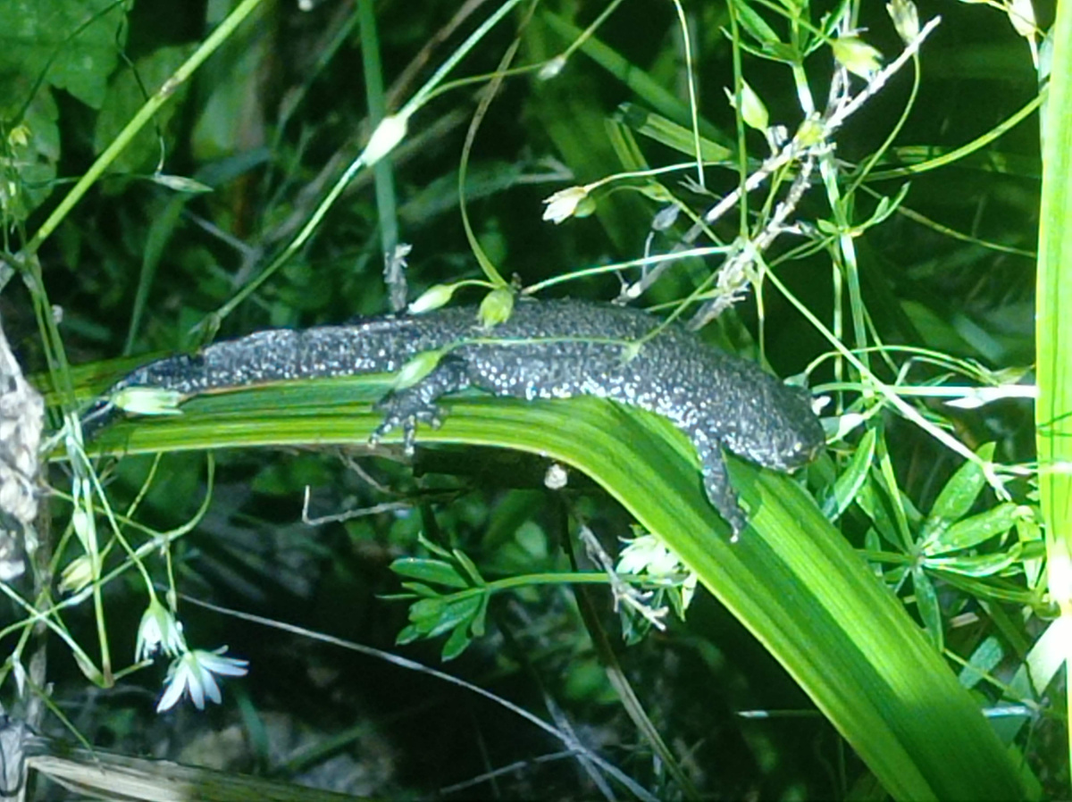 На Среднем Урале гребенчатые тритоны обитают в трех местах: в природном парке «Оленьи ручьи», в Красноуфимском районе и на границе Свердловской, Челябинской областей и Башкирии. Фото: Владимир Вершинин. 
