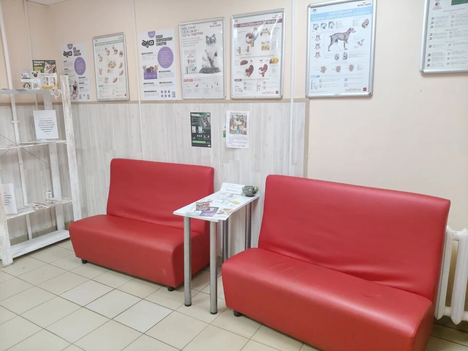 Мальчик приходил в ветклинику и просил воды и еды
Фото: Наталья АРТЯКОВА.