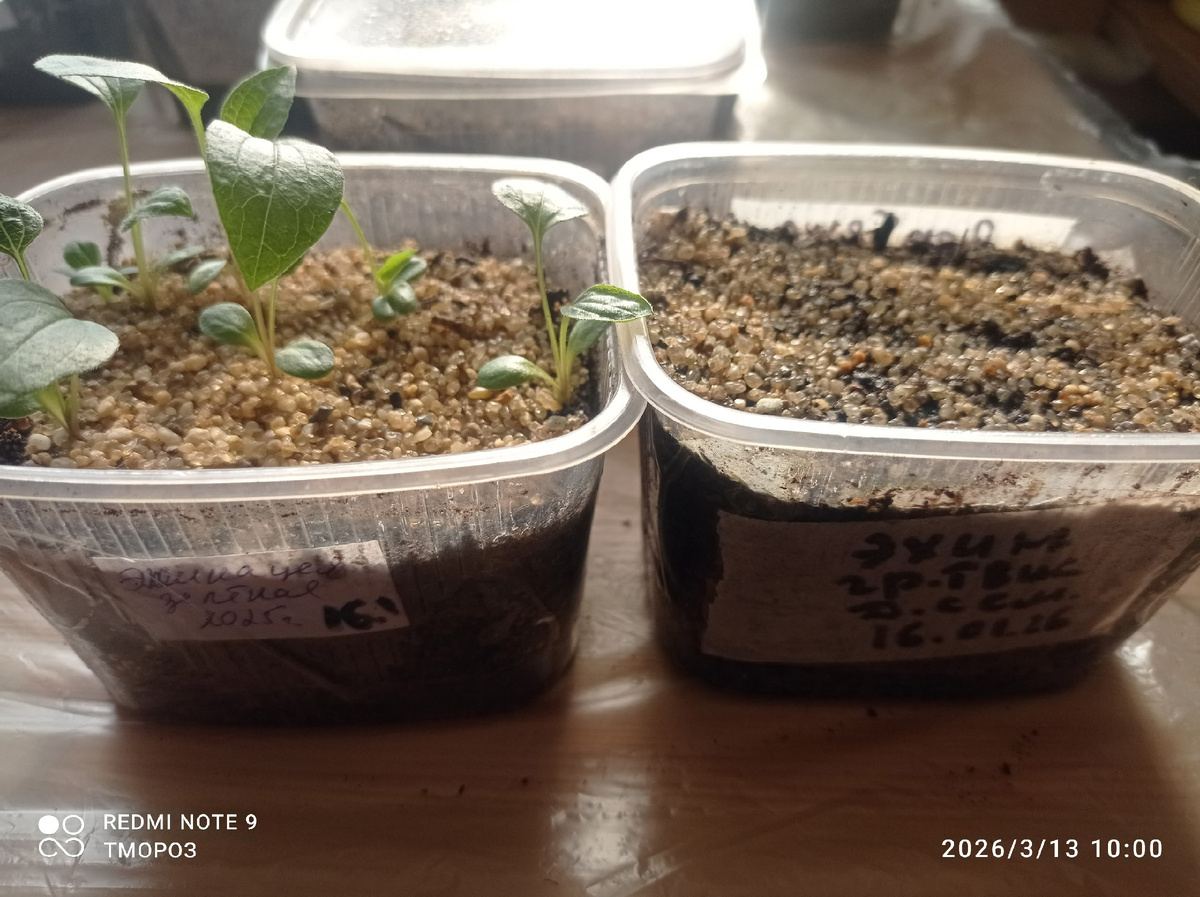 всходы и НЕвсходы