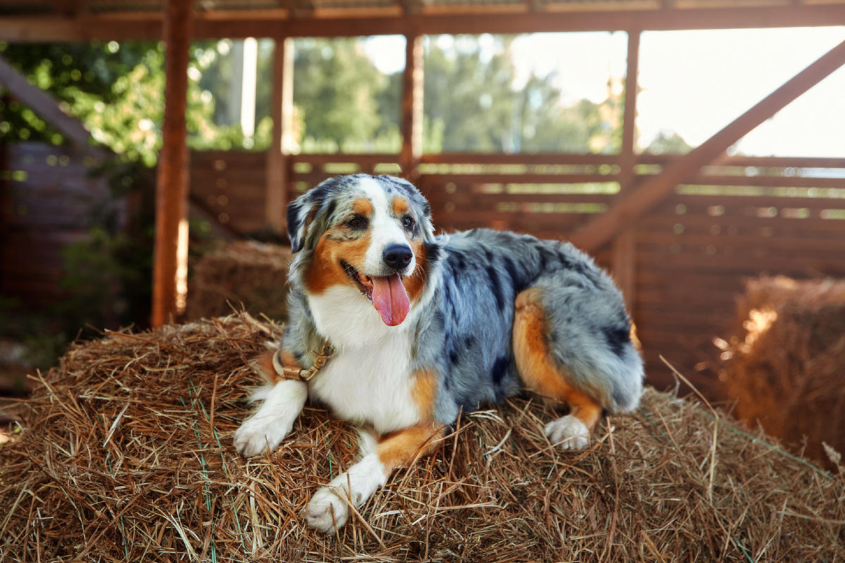 Собака на сене