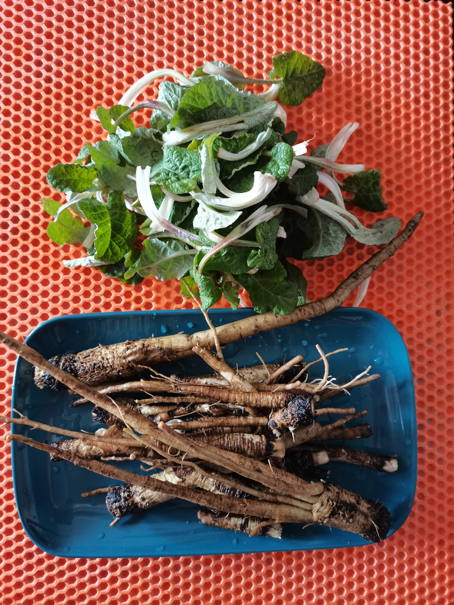 Весенняя заготовка корней лопуха