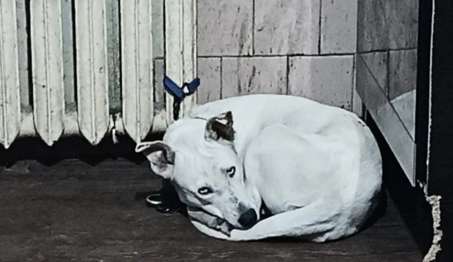 Она больше года живет, привязанная к батареи, на строгаче, и все равно умеет любить людей после всего 🥺