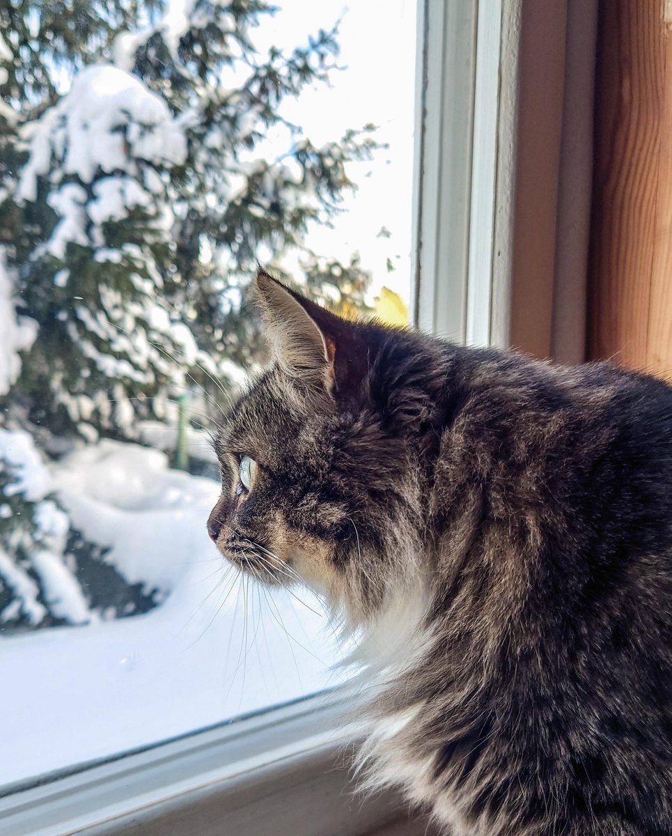 Кошка на окошке