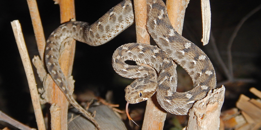 Песчаная эфа и правила ее содержания в неволе