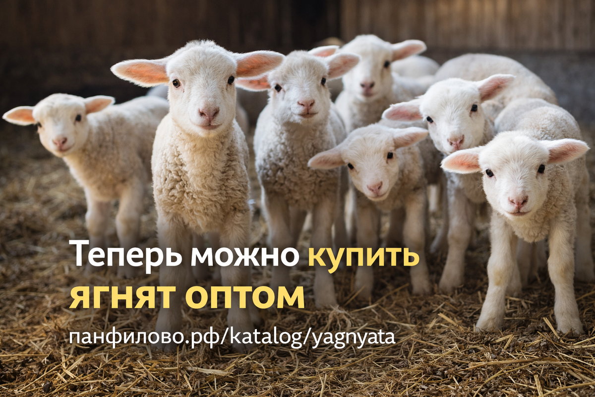 Купить ягнят оптом