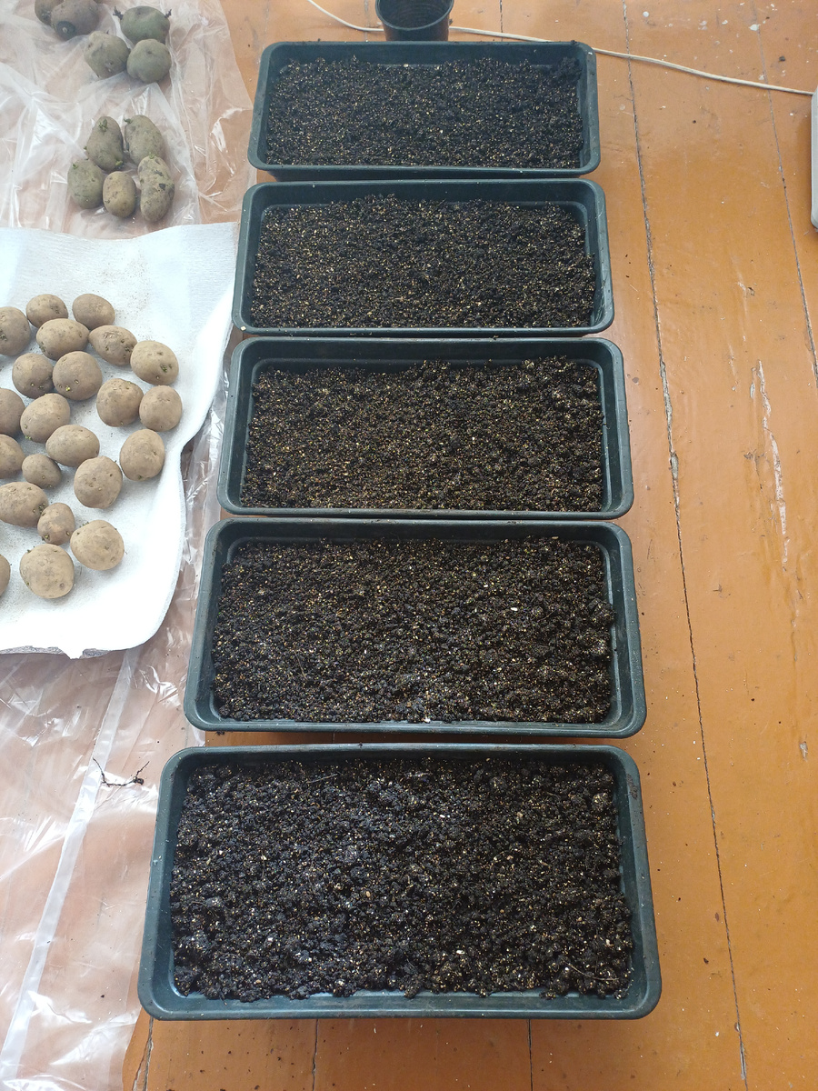 Добавила в землю вермикулит