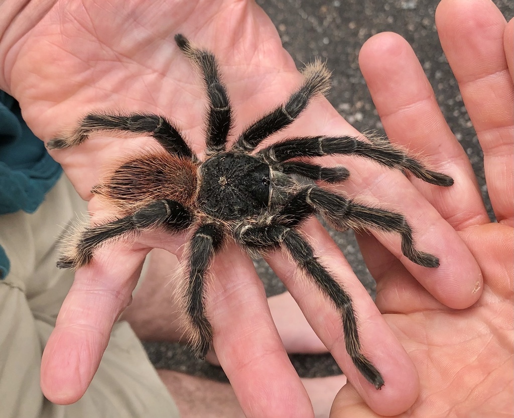 Огненно-красные волоски на брюшке — визитная карточка этого сурового бразильского красавца.