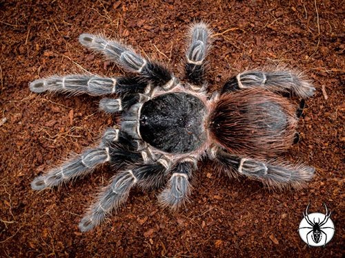 Паук-птицеед Lasiodora klugi: фото, описание вида и правила содержания дома 🕷️