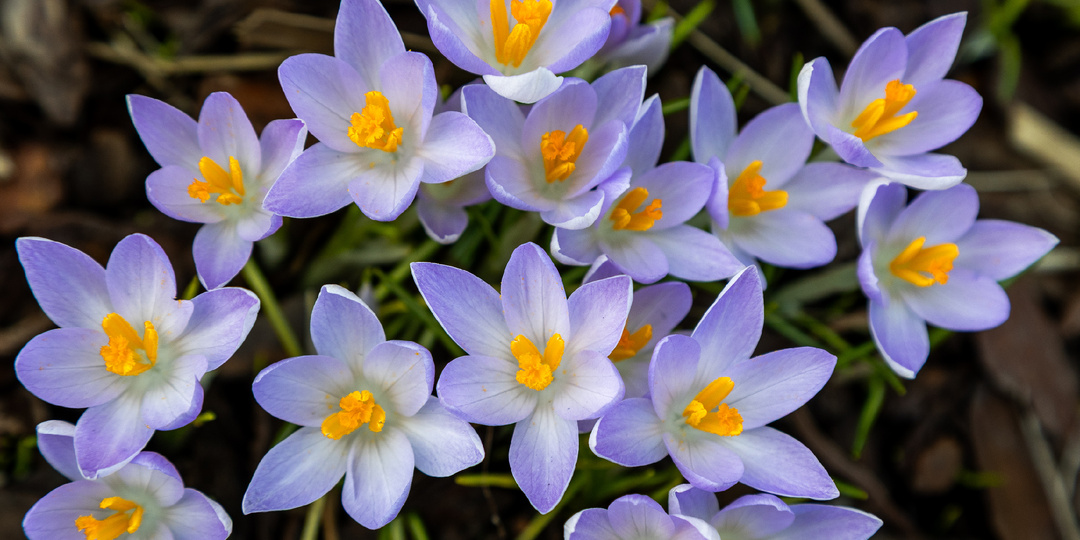 Весна в Ботаническом саду