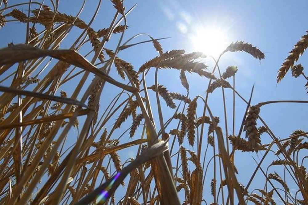 Фото: Алексей ГУСЕВ