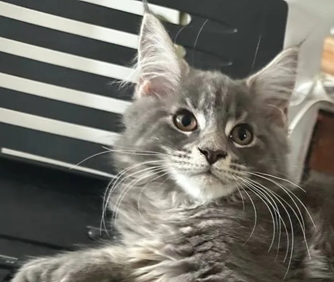 Явно мейн-кун