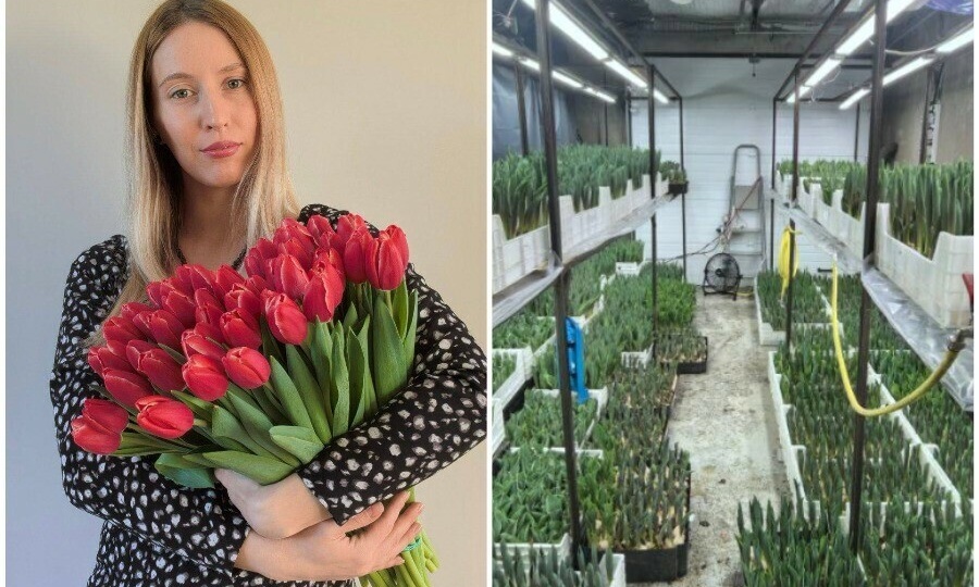 Тайны цветочного ремесла, Или как благовещенка выращивает тысячи тюльпанов в гараже