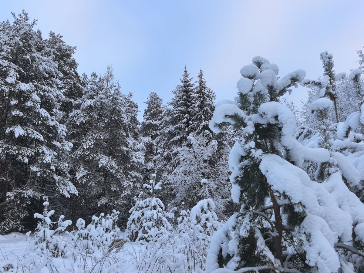 Спасатели исследовали 34 километра тайги.  Фото: ФедералПресс / Ксения Кобалия