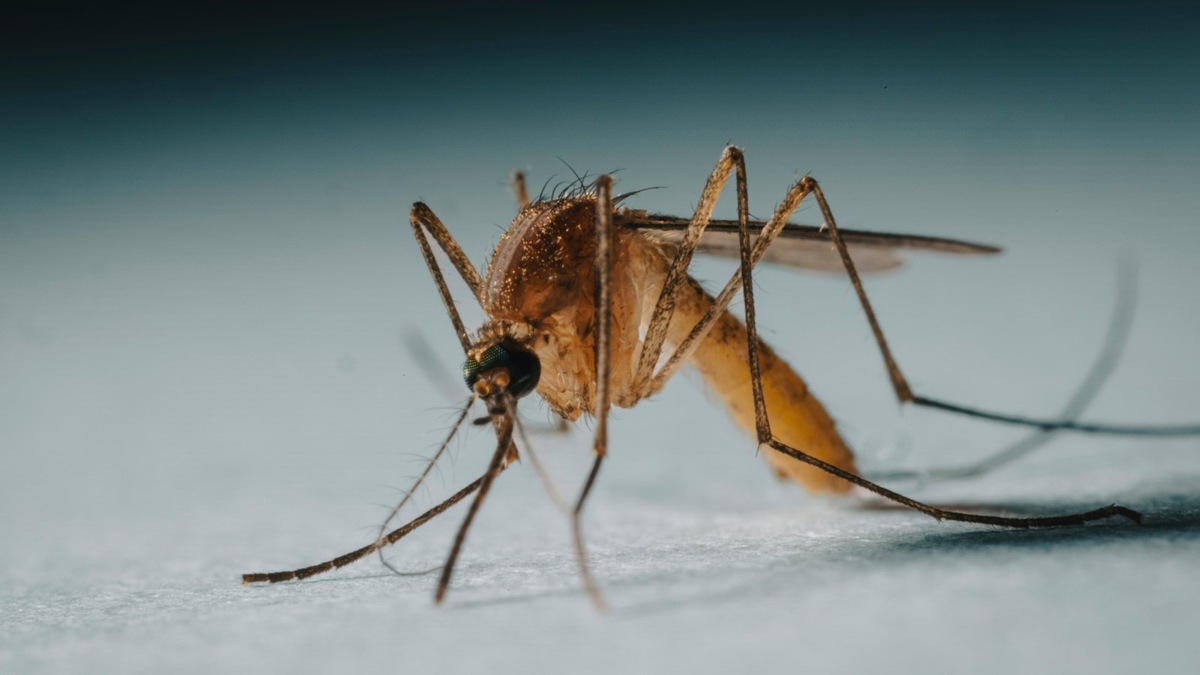    Крошечные комары возглавляют мировой рейтинг смертоносности для человека