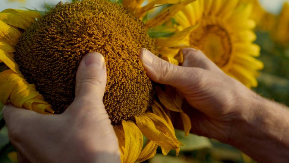RUSEED: импортные семена подсолнечника на 72% дороже отечественных, кукурузы — вдвое