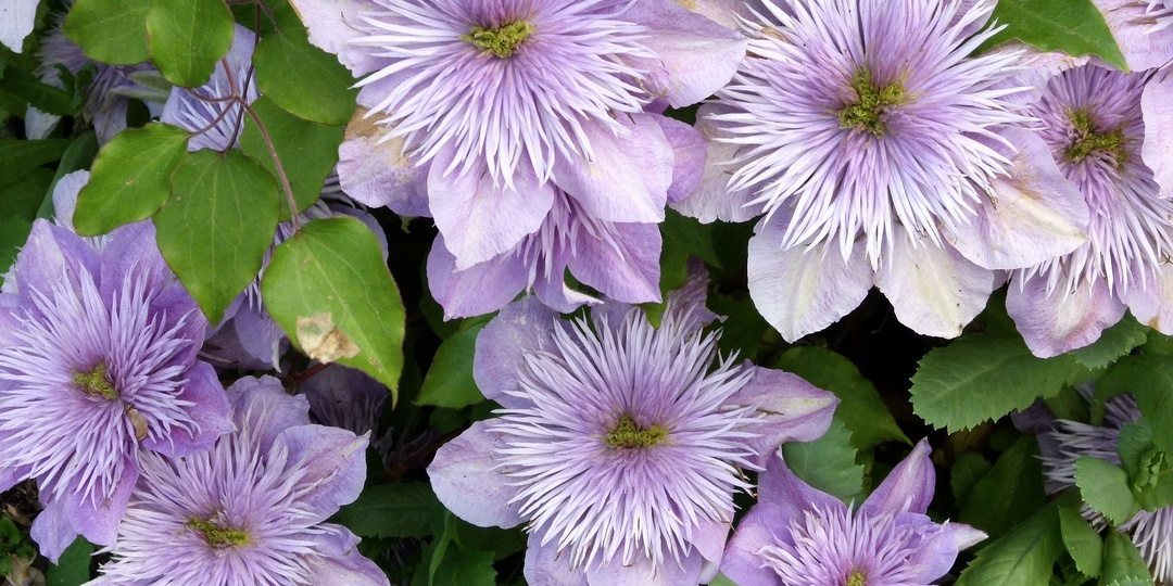 Самые важные правила посадки клематисов и ухода за ними - рассказывает коллекционер