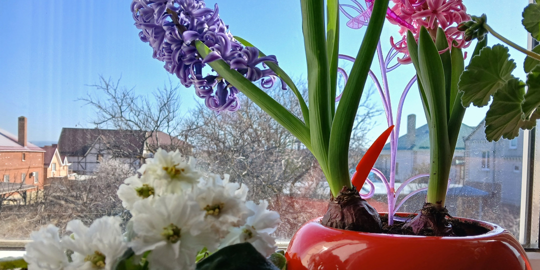 А за окном весна красуется...