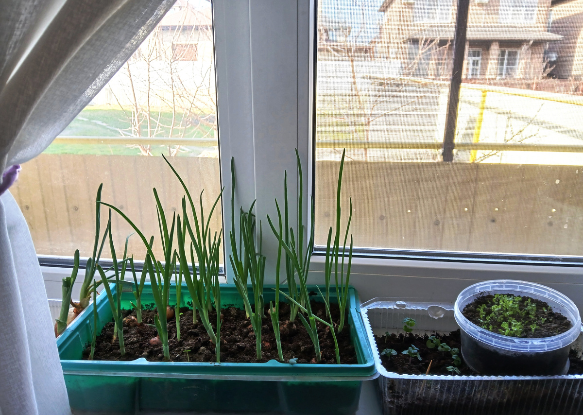 Лучок и расада цветочная