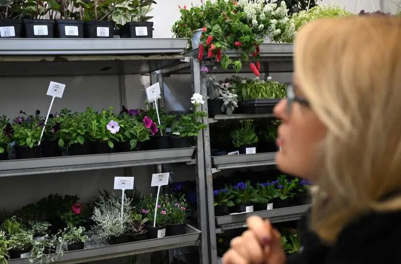 Комнатные растения: 20 самых полезных для здоровья. Виды, описание, как выбрать