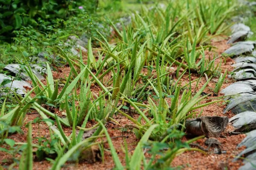  Алоэ вера - растение солнцелюбивое, а вот поливать его нужно редко, но обильно   © РИА Новости. Наталья Селиверстова