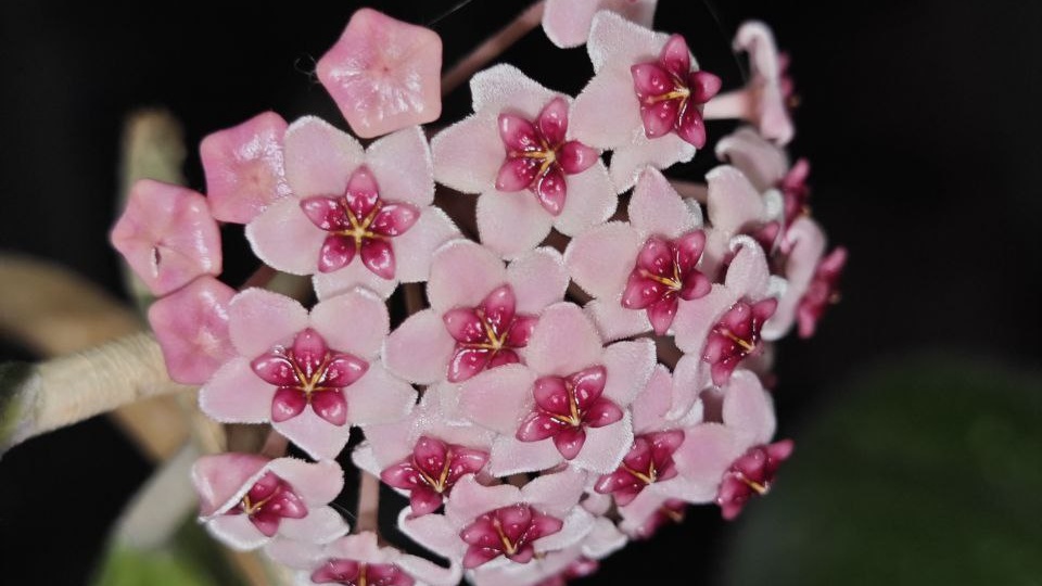 А у меня тут на ночь глядя ДОБРОЕ УТРО🤩 распустилось