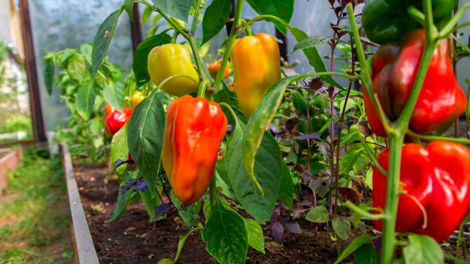 Результат обламывания верхушки — куст дает 17-18 перцев вместо 5