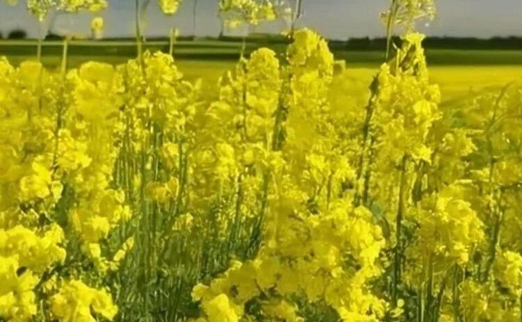    Фото: Медведева Анна, AgroXXI.ru